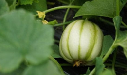 吃瓜爆爆网,揭秘娱乐圈幕后真相，带你走进明星生活