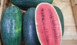 即墨吃瓜网红事件,网络舆论的风暴与反思