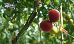 海阳吃网瓜视频,揭秘网络红人美食挑战背后的故事