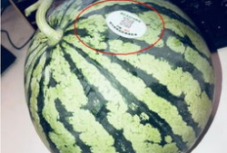 藏区网红吃瓜,揭秘网红圈里的“瓜田”趣事