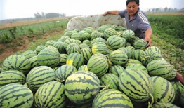 青岛网红小哥吃瓜视频,街头热辣一幕引网友热议